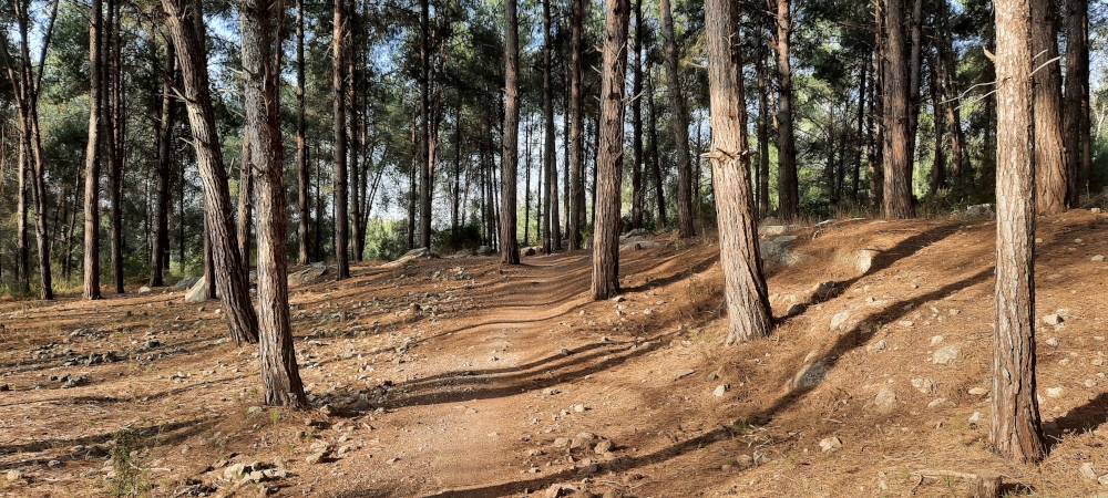 Ben Shemen Forest 10K Loop